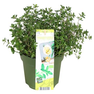 Thymus x citriodorus 'Summerdreams Lemon Green'