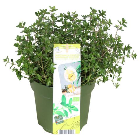 Thymus x citriodorus 'Summerdreams Lemon Green'