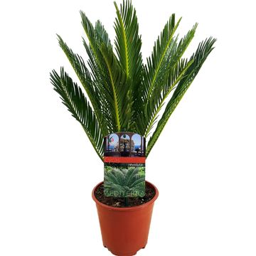 Cycas revoluta