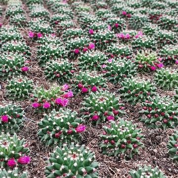 Mammillaria erythra ruber