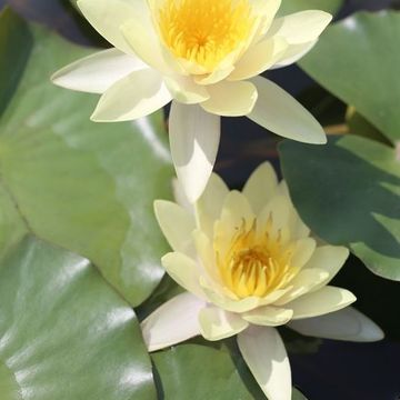 Nymphaea 'Pygmaea Helvola'