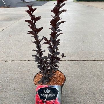 Lagerstroemia indica BEST RED