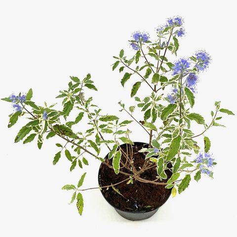 Caryopteris x clandonensis 'White Surprise'
