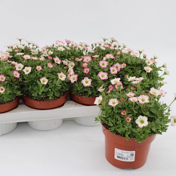 Saxifraga ALPINO EARLY PICOTEE