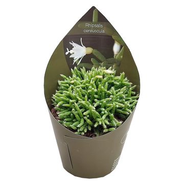 Rhipsalis cereuscula