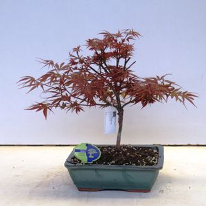 Acer palmatum 'Shaina'