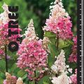 Hydrangea paniculata PINKY WINKY