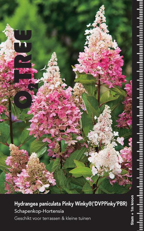 Hydrangea paniculata PINKY WINKY