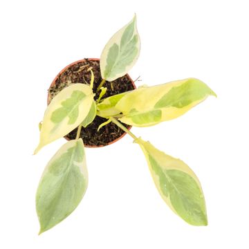 Philodendron burle-marxii 'White Lava'