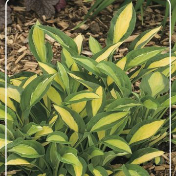 Hosta 'Gypsy Rose'
