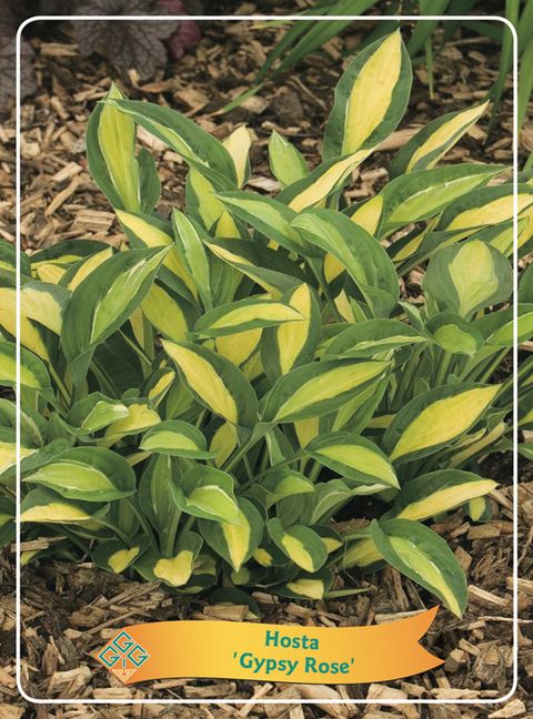 Hosta 'Gypsy Rose'