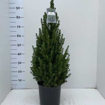 Picea glauca 'Conica'