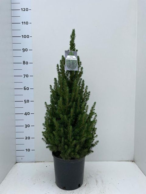 Picea glauca 'Коника'