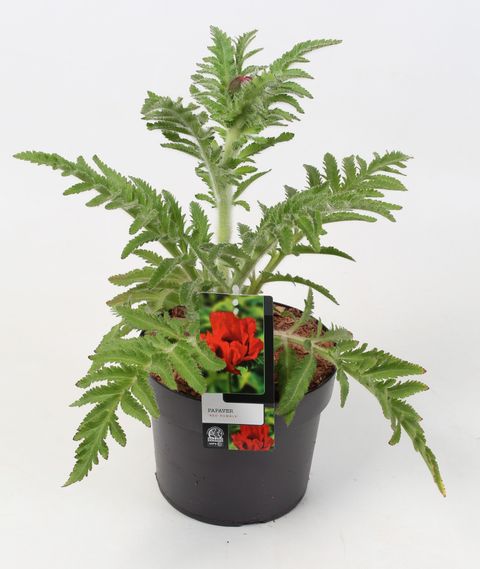 Papaver orientale RED RUMBLE