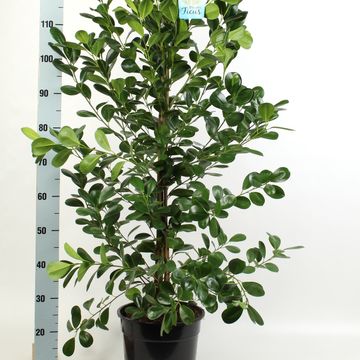 Ficus microcarpa 'Moclame'
