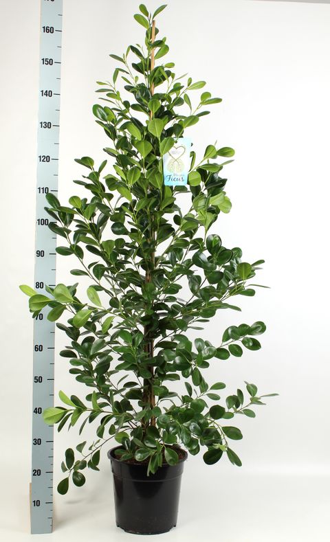 Ficus microcarpa 'Moclame'