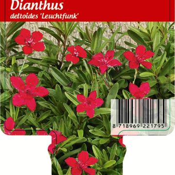 Dianthus deltoides 'Flashing Light'