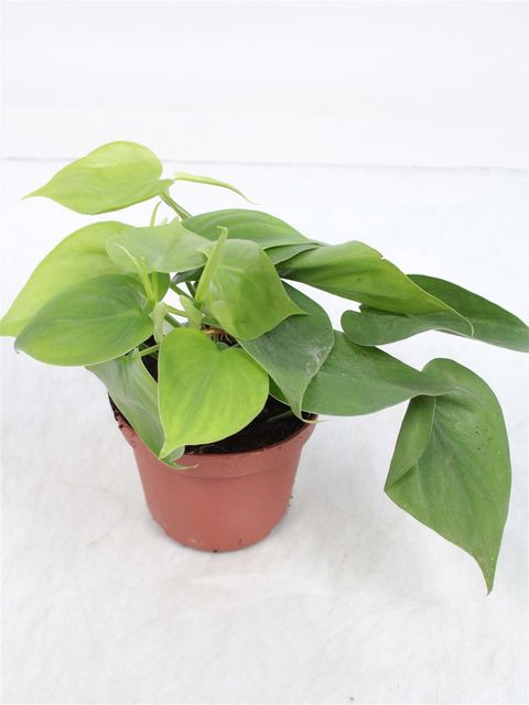 Philodendron scandens