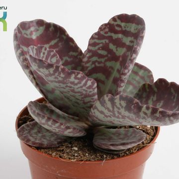 Kalanchoe humilis 'Zebra'