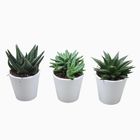 Суккуленты ALOE / HAWORTHIA MIX