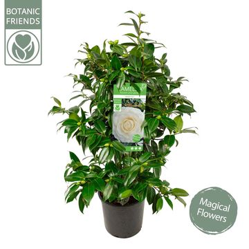 Camellia japonica 'Matterhorn'