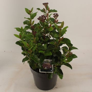 Viburnum tinus 'Lisarose'