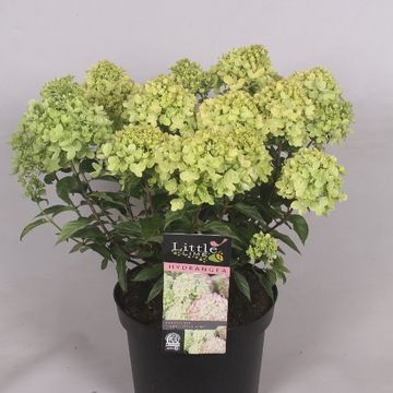 Hydrangea paniculata LITTLE LIME