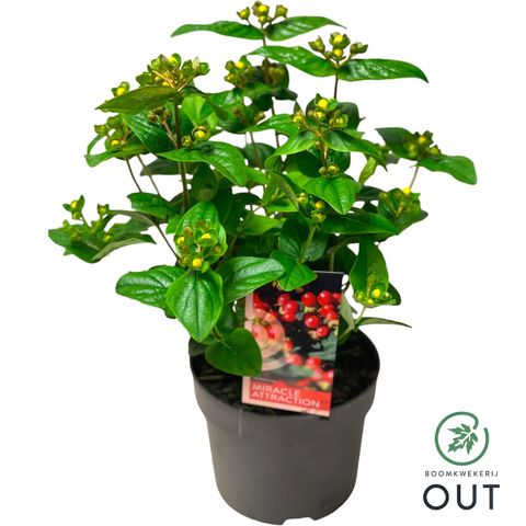 Hypericum MIRACLE ATTRACTION