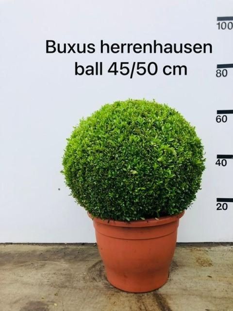 Buxus microphylla 'Herrenhausen'