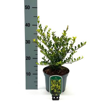 Ilex crenata 'Green Hedge'