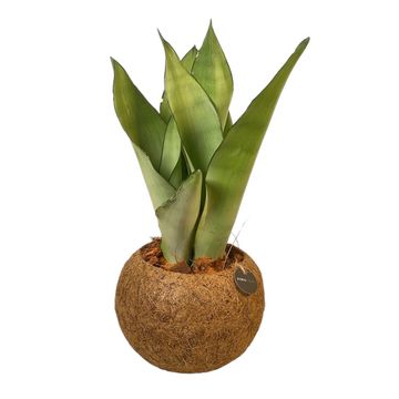 Sansevieria MIX