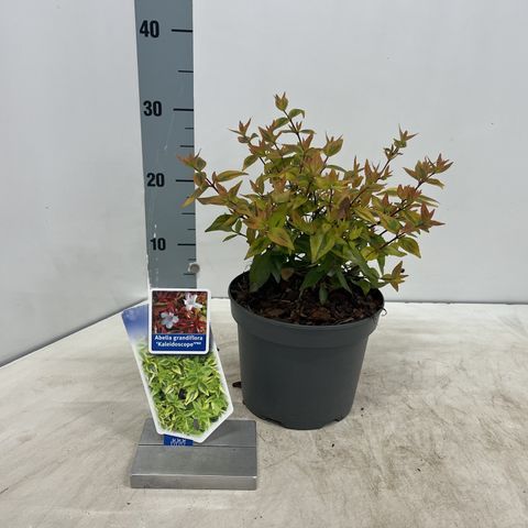 Abelia x grandiflora 'Калейдоскоп'