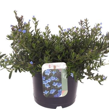 Lithodora diffusa TIDEPOOL SKY BLUE