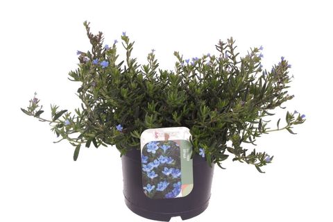 Lithodora diffusa TIDEPOOL SKY BLUE