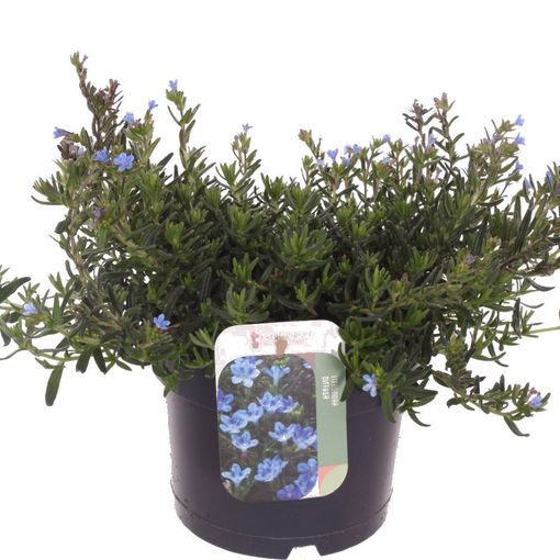 Lithodora diffusa TIDEPOOL SKY BLUE