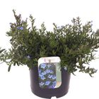 Lithodora diffusa TIDEPOOL SKY BLUE