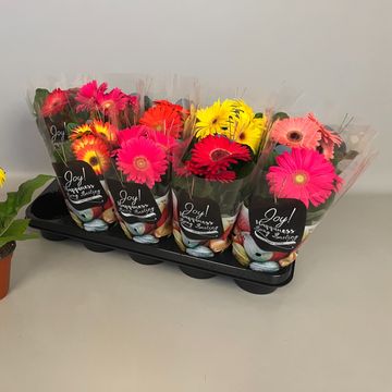 Gerbera COLOURGAME MIX