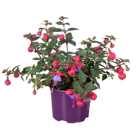 Fuchsia BELLA FUCHSIA MARIA
