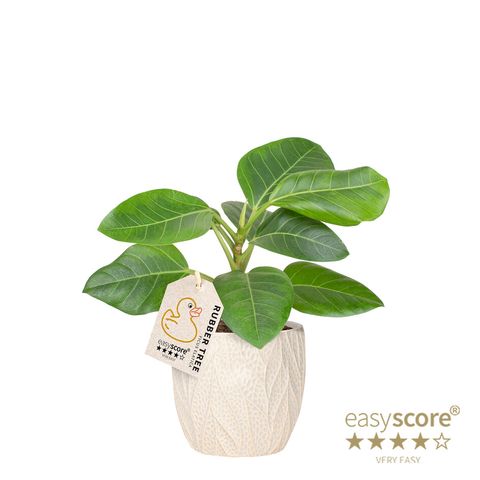 Ficus altissima