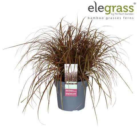 Uncinia uncinata EVERFLAME — Plant Wholesale FlorAccess