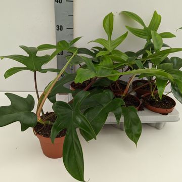 Philodendron FLORIDA GREEN