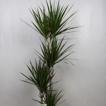 Dracaena marginata