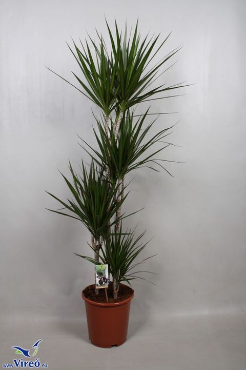 Dracaena marginata