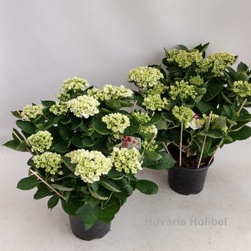 Hydrangea macrophylla HOVARIA HOLIBEL