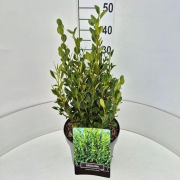 Griselinia littoralis GREEN HORIZON