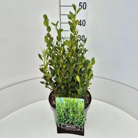 Griselinia littoralis GREEN HORIZON