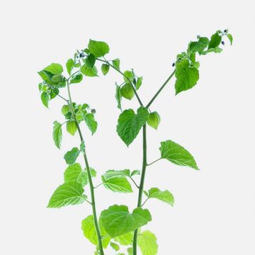 Physalis peruviana JAMESUN