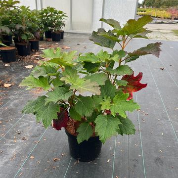 Hydrangea quercifolia