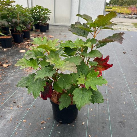 Hydrangea quercifolia