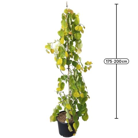 Cercis canadensis GOLDEN FALLS